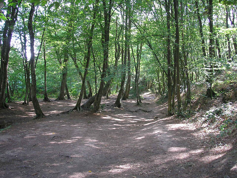 Paimpont : La Forêt de Brocéliande